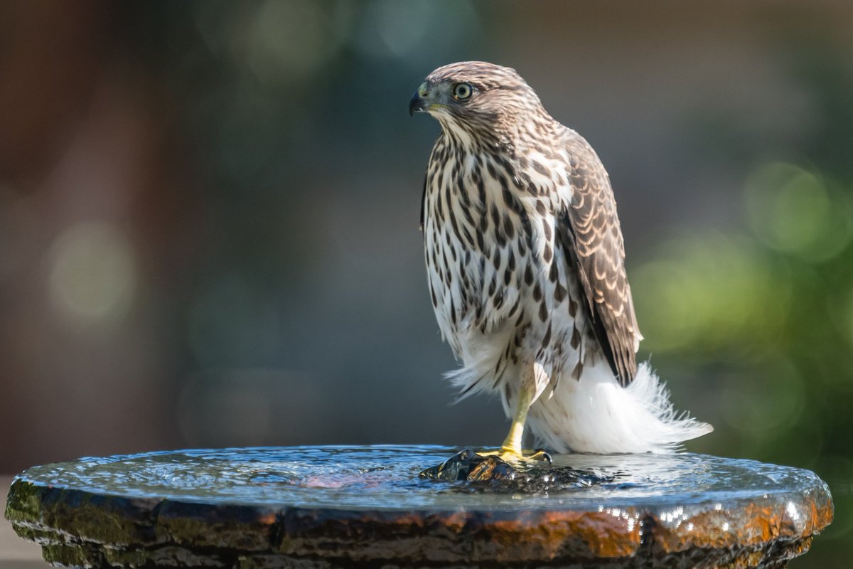 jdholderness's tweet photo. A couple of the neighborhood juvenile Cooper's Hawks stopped by for a drink and a bath. https://t.co/OZkdpT7GCp