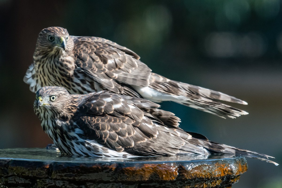 jdholderness's tweet photo. A couple of the neighborhood juvenile Cooper's Hawks stopped by for a drink and a bath. https://t.co/OZkdpT7GCp