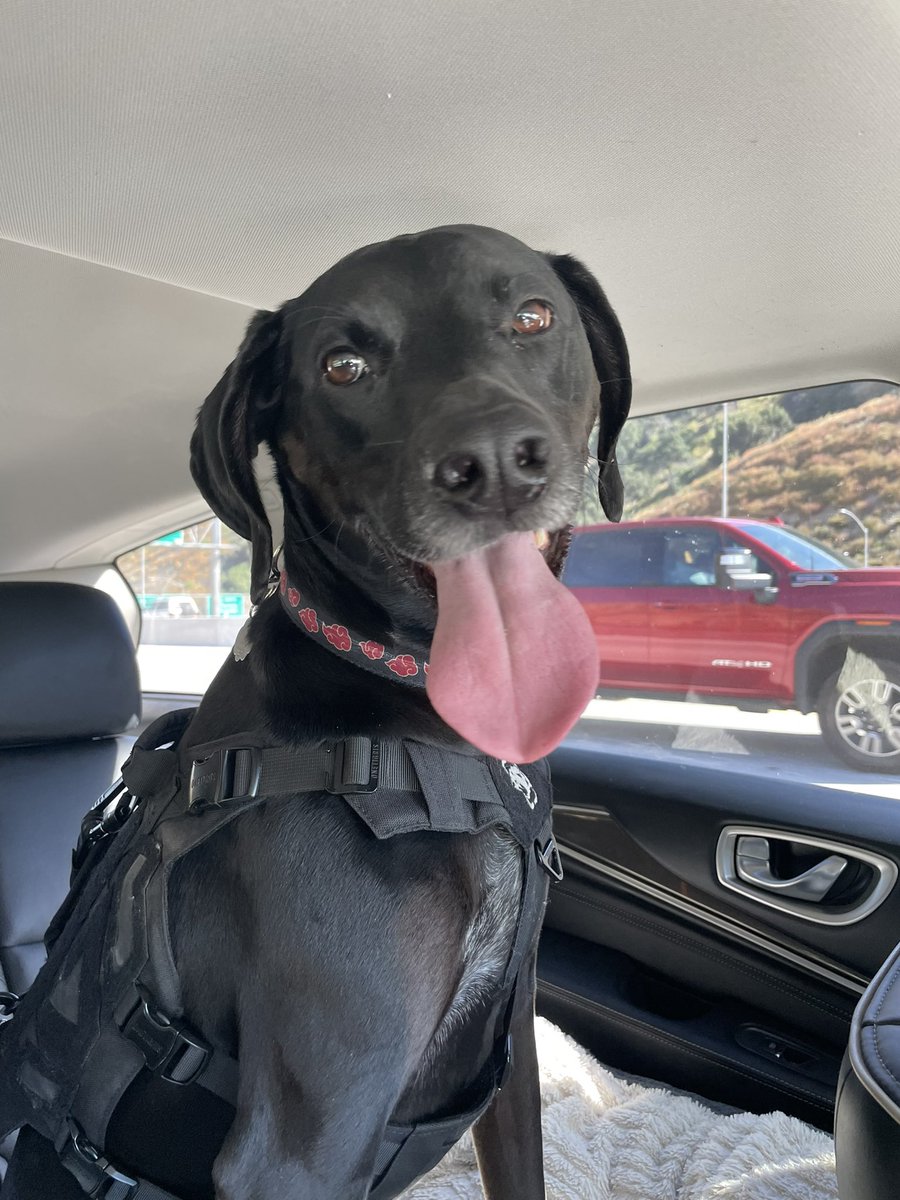 byjayar's tweet photo. @tafokints 🐶 https://t.co/0xmfEwqR98