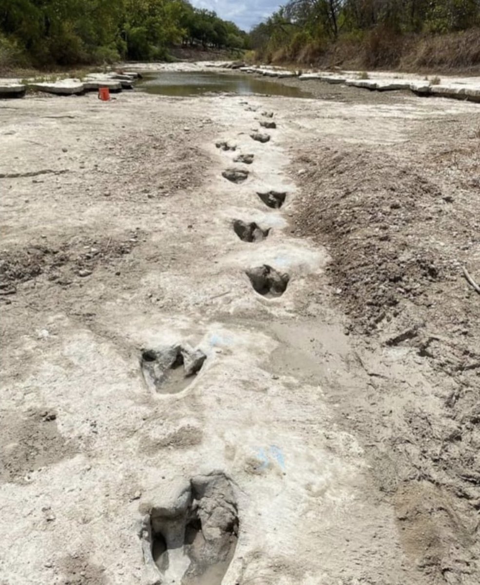 During the preceding year's drought, remarkable dinosaur footprints previously hidden beneath water and sediment were unveiled at Dinosaur Valley State Park in Texas. These tracks, dating back approximately 113 million years, provided valuable insights into the behaviors and