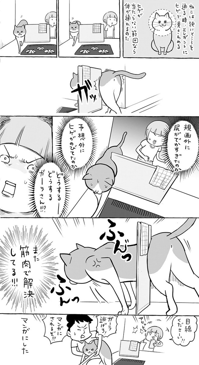 猫が、狭い場所を通ろうとして失敗! 飼い主が見守っていると? 「オチが秀逸」  @grapeejpより