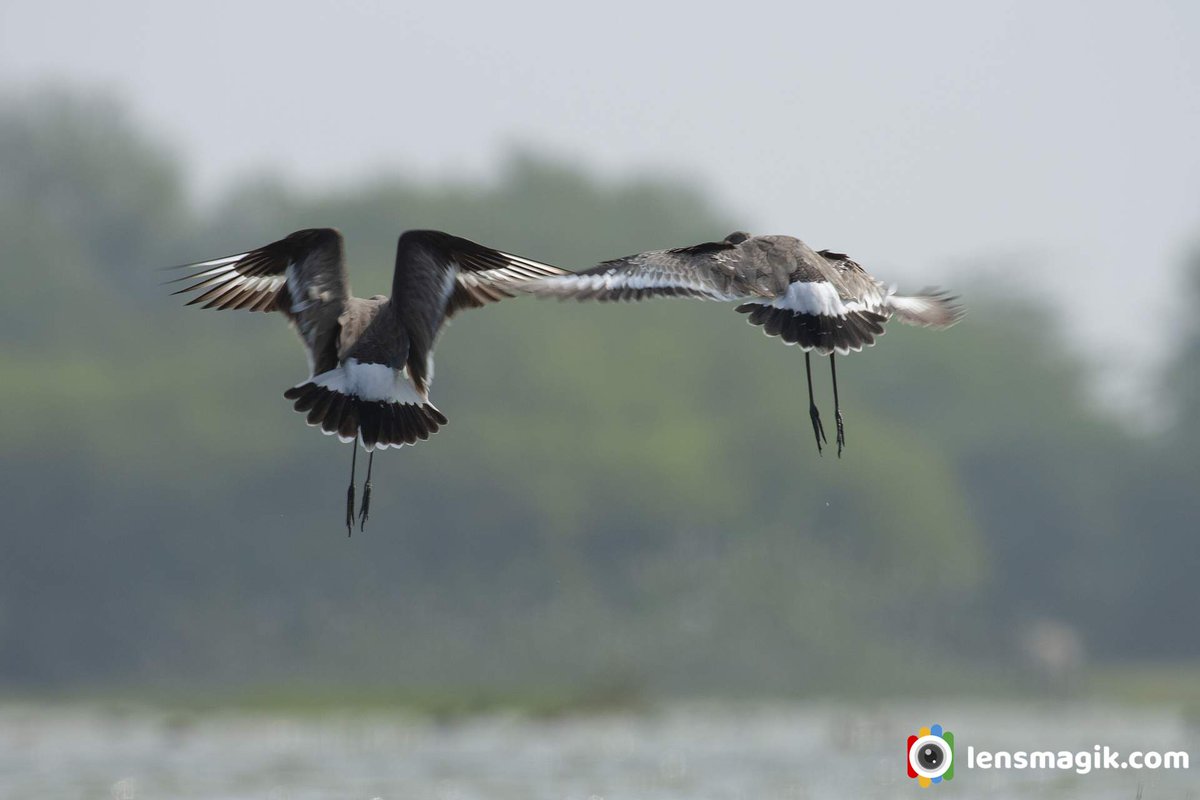 np_photographer's tweet photo. Black Tailed Godwit https://t.co/ZTdtEzWt2X birds of Gujarat #blacktailedgodwit #godwitbird #migratorybirdsgujarat #birdsofGujarat #birdsanctuarygujarat #thollake #tholbirdsanctuary #birds https://t.co/Q9IL3qMibV