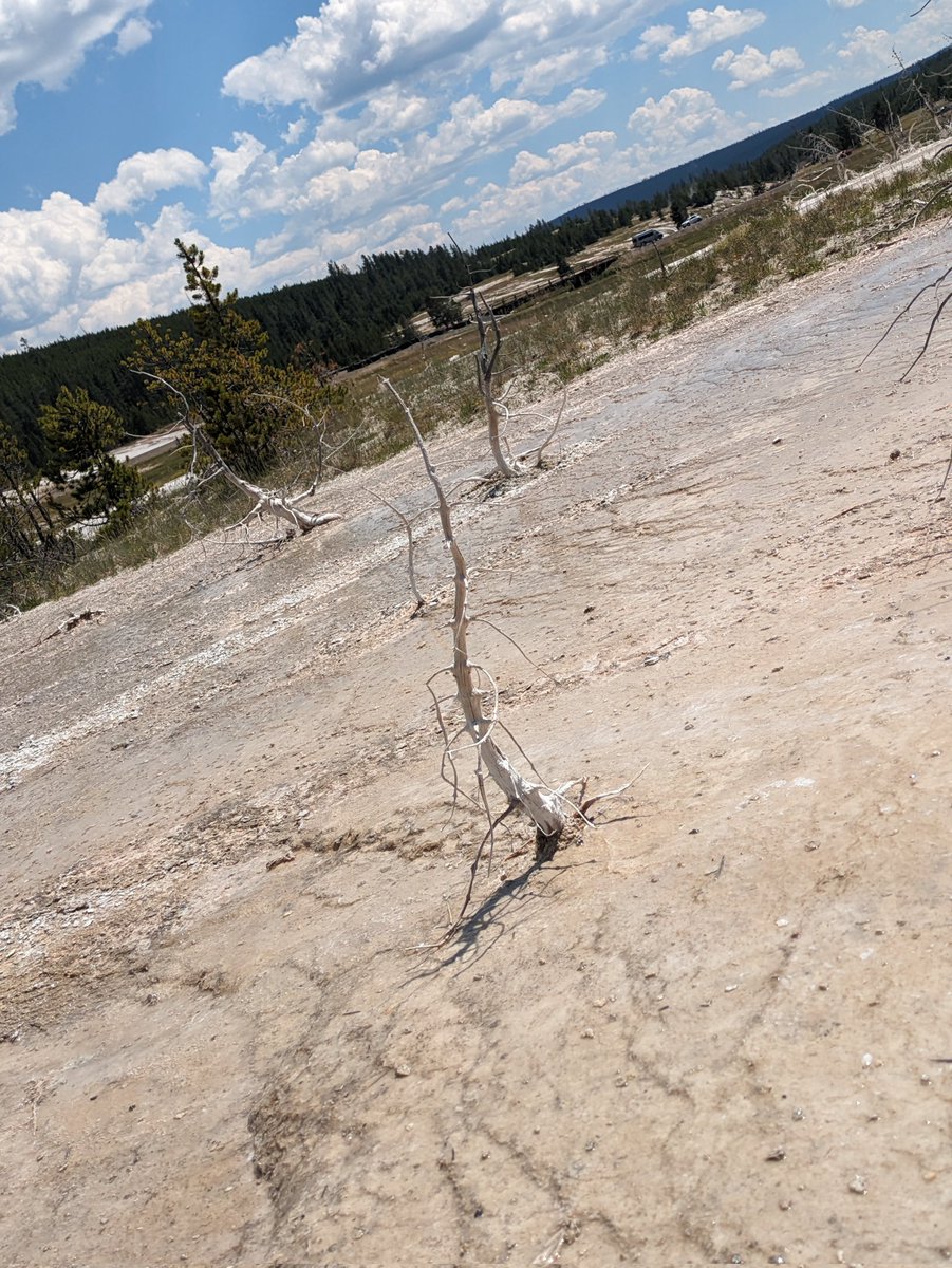 A single funky tree for <a href="/FantastcMrSocks/">Brian the Wary</a>