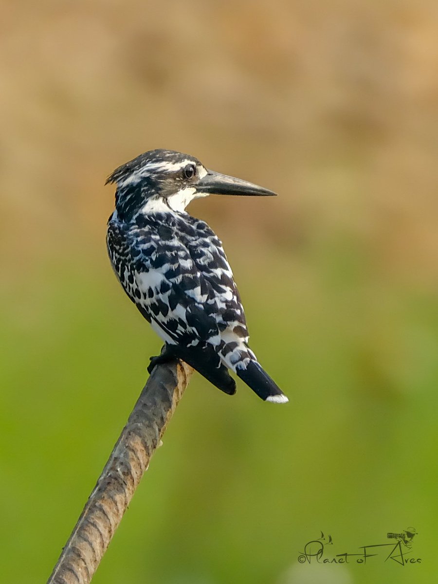 A change in the weather is sufficient to recreate the world and ourselves. Pic- Pied Kingfisher #BBCWildlifePOTD #ThePhotoHour #Birding #TwitterNatureCommunity #beauty #beautiful #kingfisher #naturephography #naturelovers #birdphotography #birdwatching
