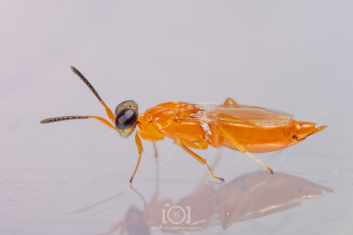 apsciencebydan's tweet photo. Bright orange Mope (Brasema sp eupelmid wasp) 🧡

Orange does seem to be a favorite color for tiny wasps. https://t.co/XkZ9uIrUS2