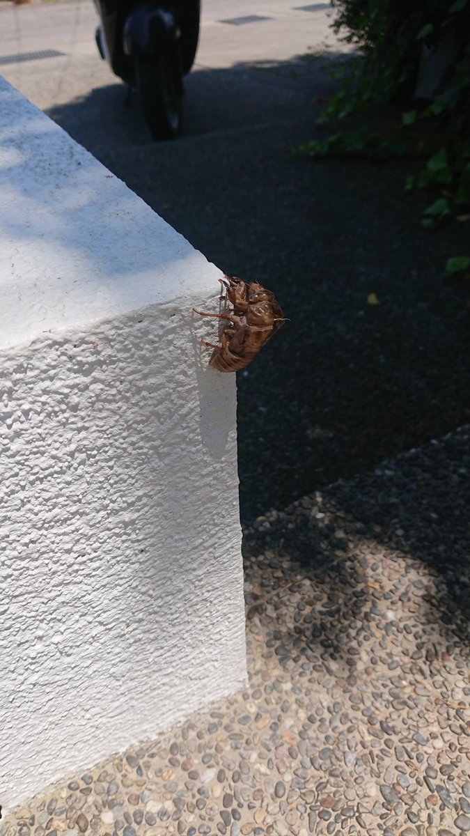 セルの抜け殻
まじで激アツやから室内でも水分補給忘れずに！コーヒーはダメよ～