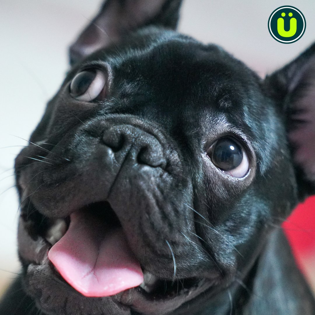UberFacts's tweet photo. The French bulldog is now the top purebred dog in the United States, ending the Labrador retriever's 31-year record https://t.co/VlFm80R3qr