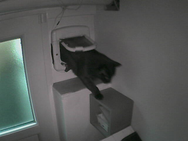 PepitoTheCat's tweet image. Pépito is back home (06:09:22)