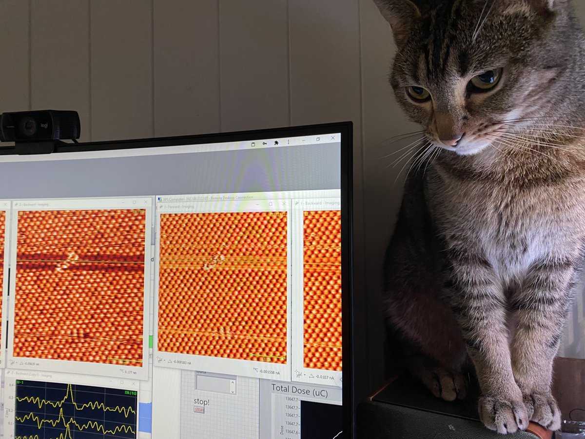It's been a while! Saturday scanning from home. Working under close feline supervision.