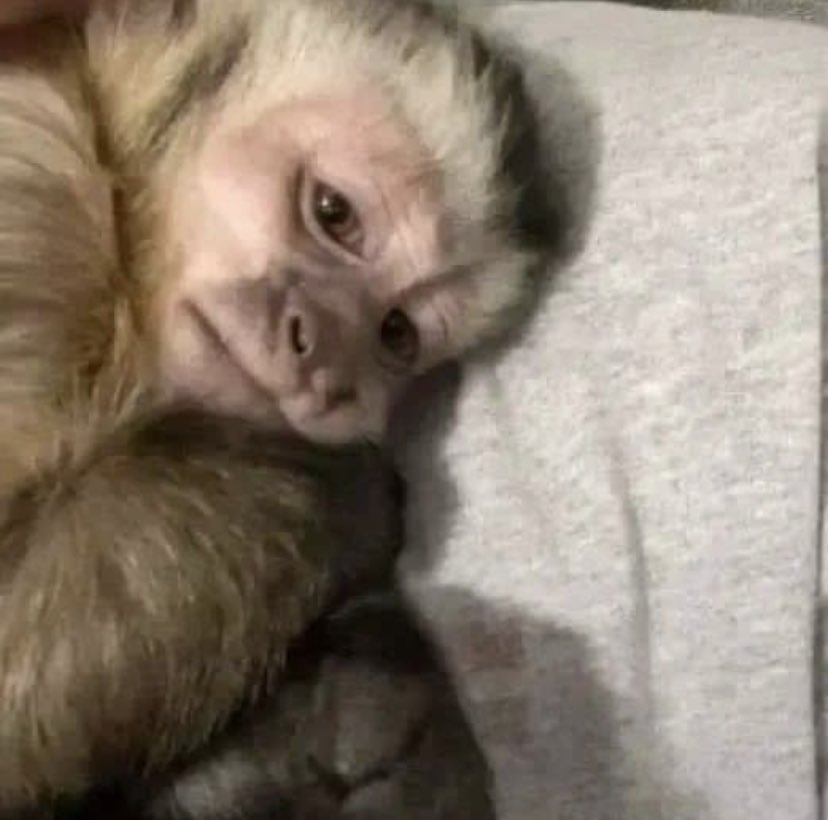 me siento como este monito