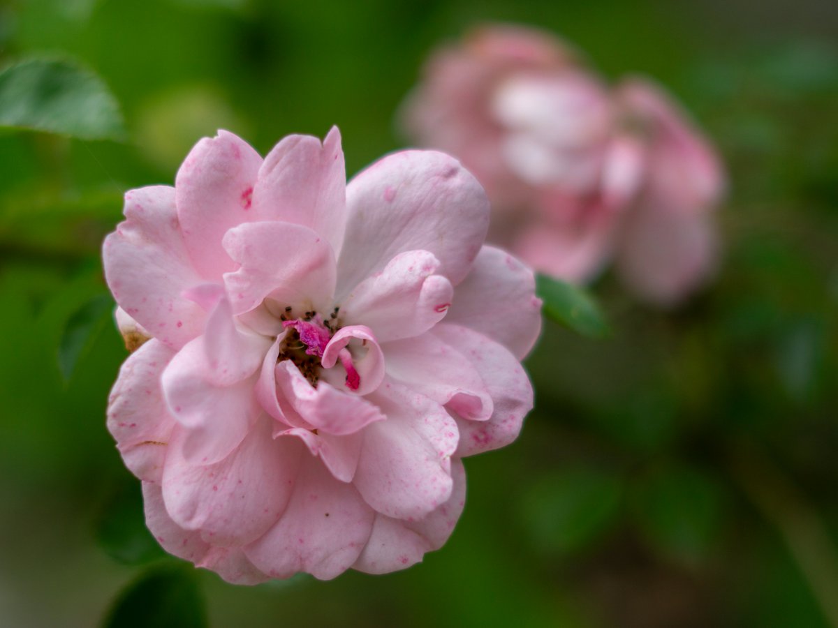 DorteHedengran's tweet photo. A beautiful rose on a both rainy and sunny day 🌹
#Denmark #SonyAlpha #NaturePhotography #photooftheday #July22th #SaturdayVibes #SaturdayMorning #Saturday #Flowers #rose
📸Dorte Hedengran https://t.co/ki7kMfeYx8