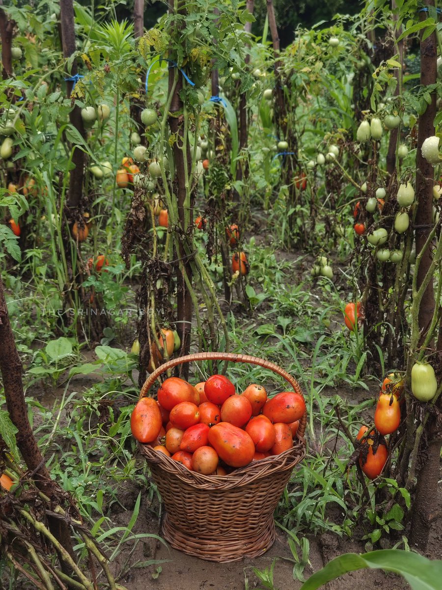 And the harvest begins! 😍
Laal Tamatars from saplings planted 45 days ago. 
#tomatoes #kashmir #urbanfarm