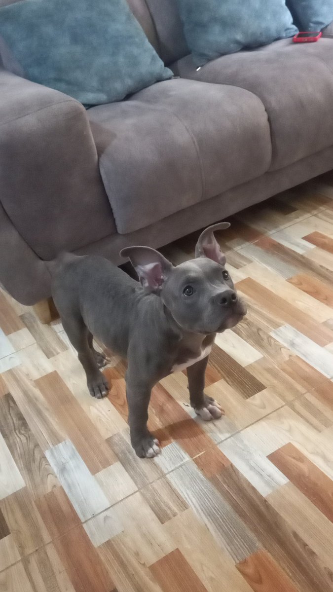 NORMACALDERON7's tweet photo. @NoticiasCaracol Nuestro Rocky... https://t.co/n2In1Mmrrk