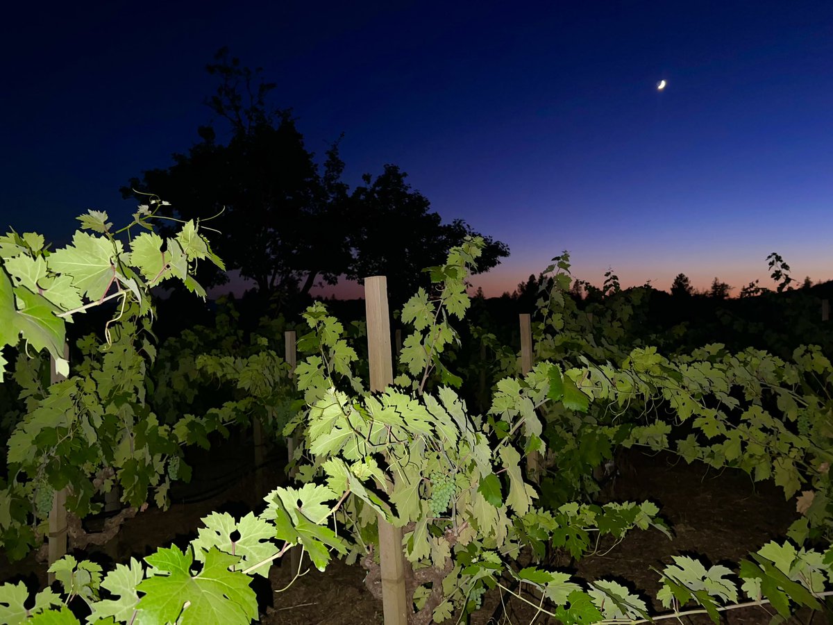 The hot temperature in Napa Valley is finally cooling off, so a nice evening to drink a glass of our Aloft Chenin Blanc while loving on our Dark Matter Zinfandel vines. #napavalley #typicalfriday #weekendvibes #zinfandel #cheninblanc #howellmountain