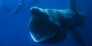 ExperimentShark's tweet photo. Fun Shark Fact Friday: Basking sharks are warm blooded unlike most and according to @LommieLom its because are good people......which just sounds like a lotta basking shark propaganda coming from Lom.
#vtuber #shark #FunSharkFacts #LomSpreadsLies #BewareTheBaskingShark https://t.co/PxX90KViyX