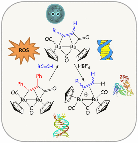 bhkenlo's tweet photo. Adding Diversity to a Diruthenium Biscyclopentadienyl Scaffold via Alkyne Incorporation: Synthesis &amp; Biological Studies | Inorganic Chemistry https://t.co/iby5YyJpdA Bresciani, Busto, Biver, and co-workers @InorgChem #ruthenium #Cp #alkyne #dinuclear #A549 #SW480 #A2780 #DNA #ROS https://t.co/DEfUD2WKbu