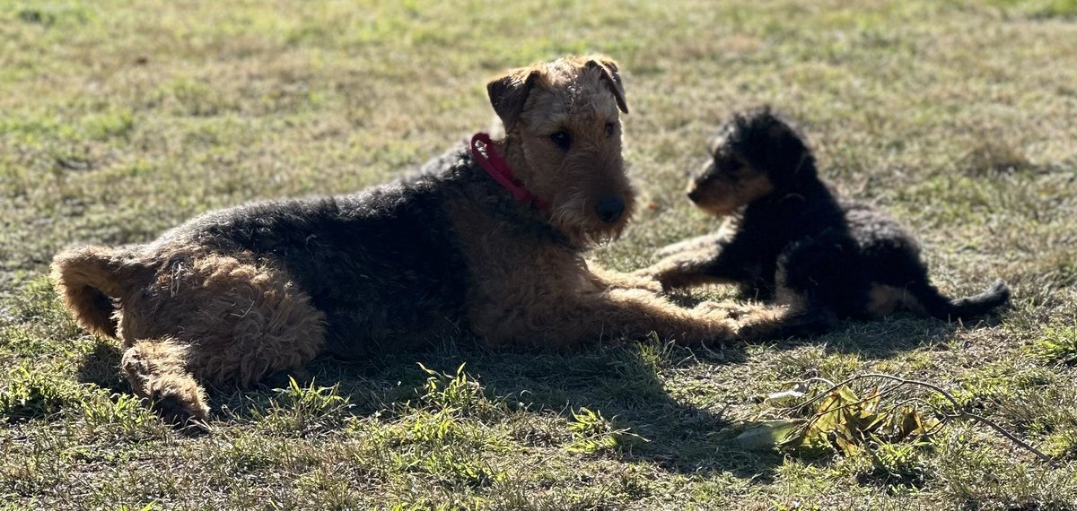 A perfect #Canberra winter’s Saturday. Sitting in the sun in the backyard watching the #Airedales (Maisie (2) and Scout (10 weeks)) sitting nicely together while asking #ChatGPT to compare the battles of #Gettysburg and #Hoth. It doesn’t get much better.