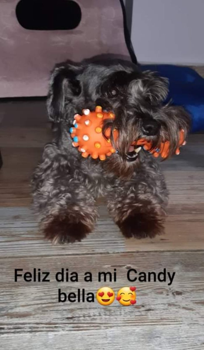 #DiaMundialDelPerro Gracias por estar conmigo 🥰💜