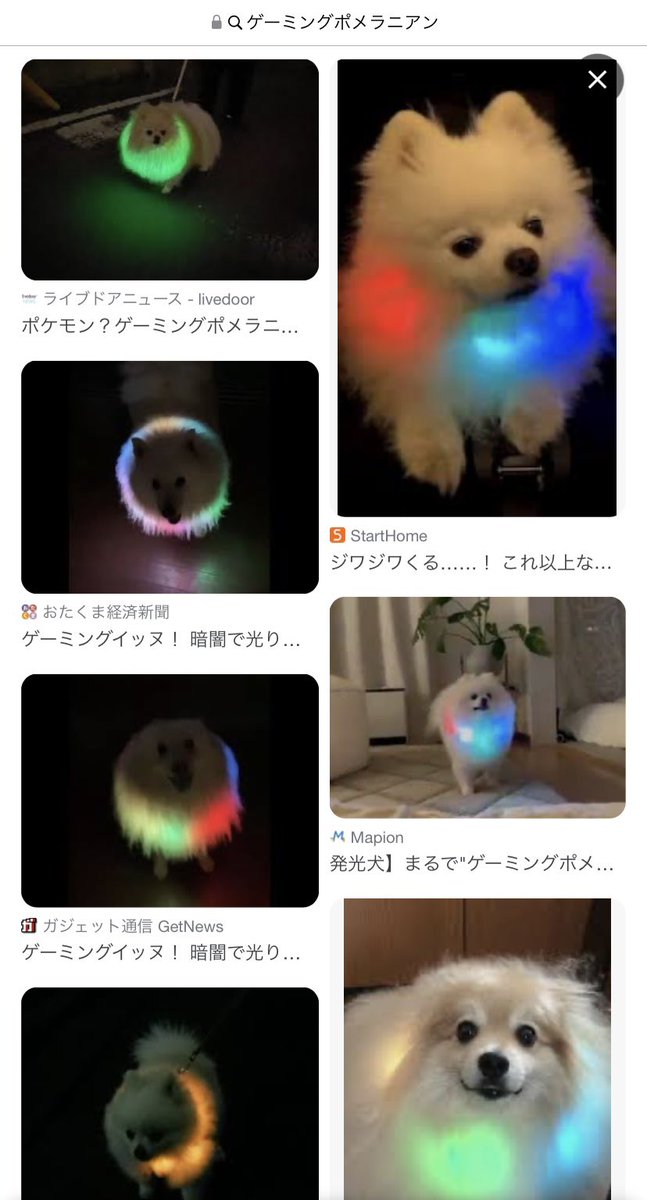 RT @tachibana_shiu: ゲーミングポメラニアンでググると良い感じの