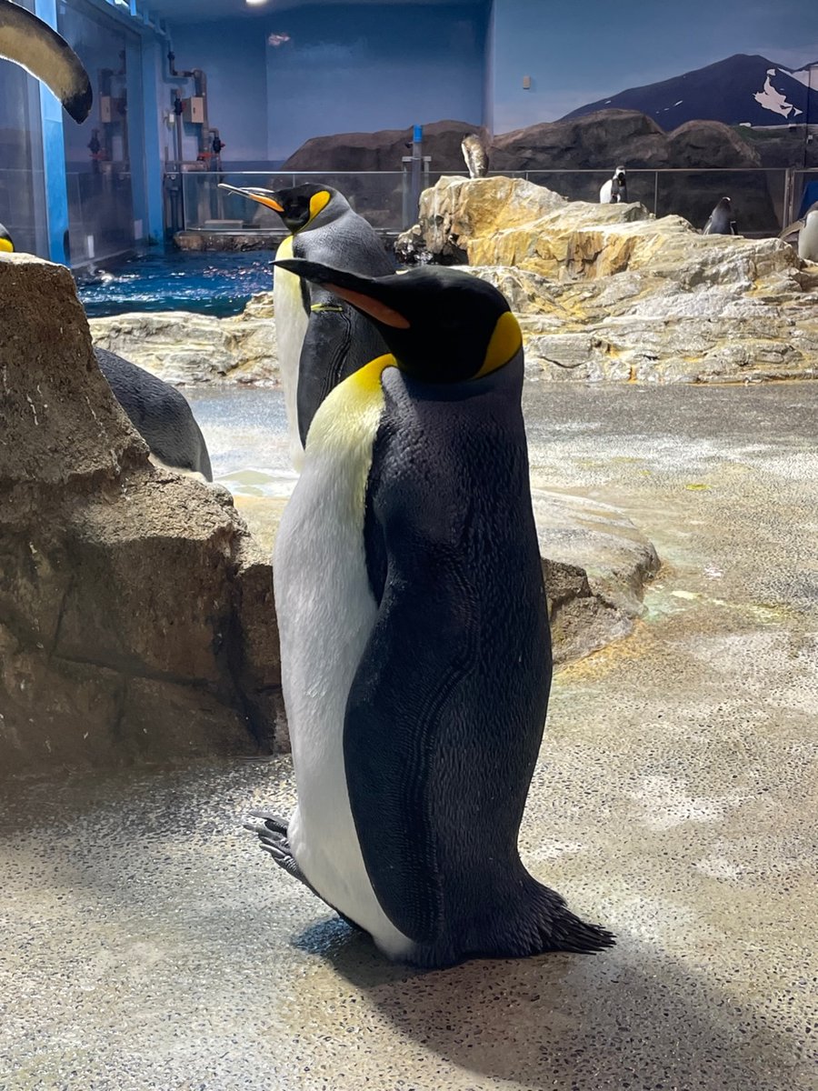 キングペンギンは、両足や片足のつま先を浮かせて休憩することがあります。これがリラックスす
る姿勢のようです。
#長崎ペンギン水族館　#キングペンギン　#ペンギン　#休憩　 #penguin #aquarium #Kingpenguin