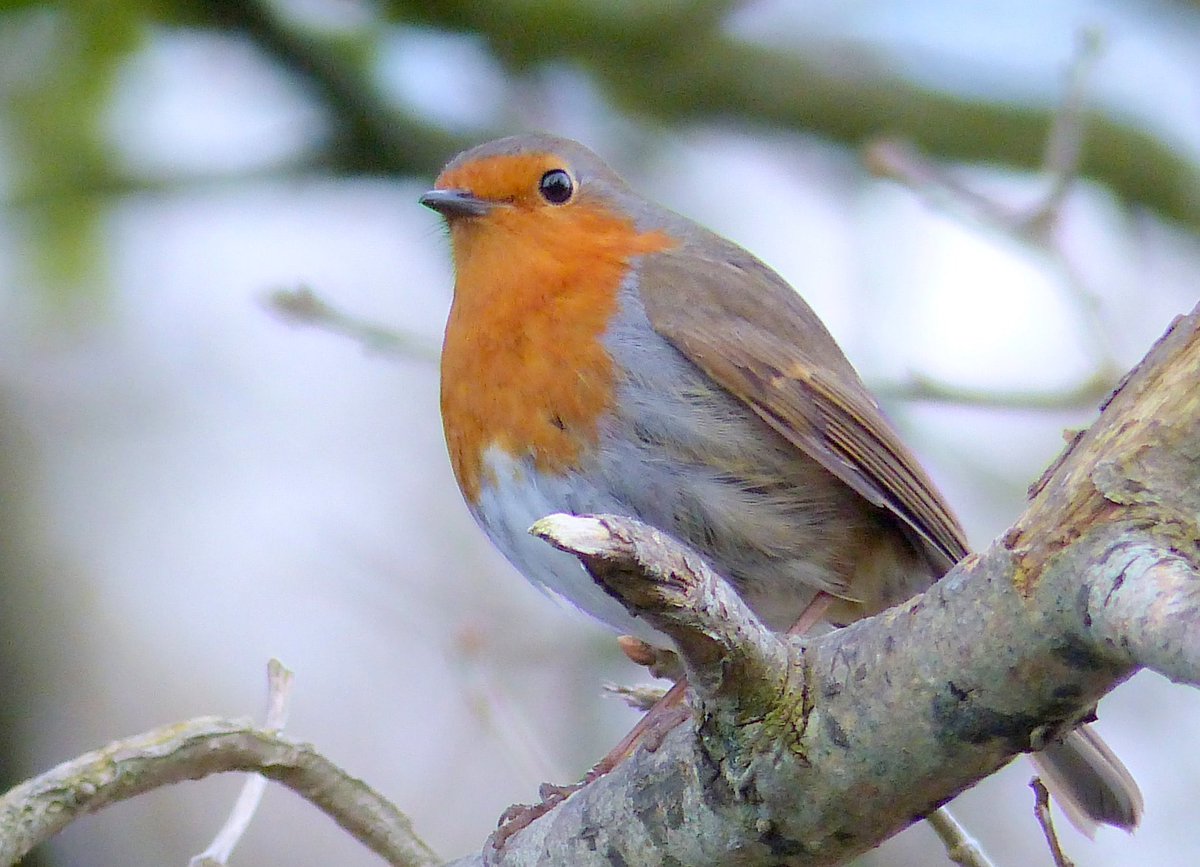 Have a super Saturday! Take a moment to watch birds, have a break, birds make us smile. Be kind to everyone &amp; stay dry! Robin. #SaturdayMorning #WeekendVibes #BirdsOfTwitter #TwitterNatureCommunity #birdwatching #Mindfulness
