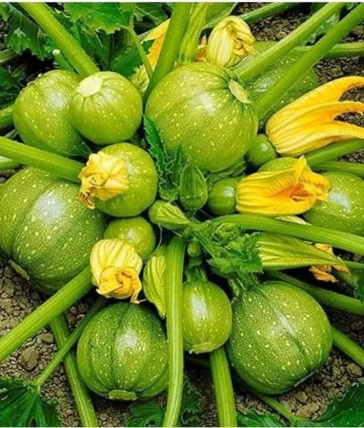 Pintu Pahadi (@pintupahadi) on Twitter photo 