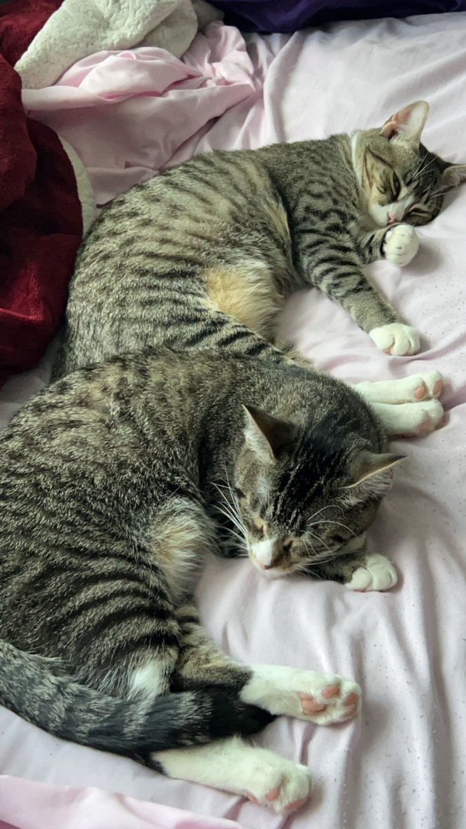 Pieguy's tweet photo. @DELUSIONCEO I GOT TWO CATS!! https://t.co/diBz8FIuQw