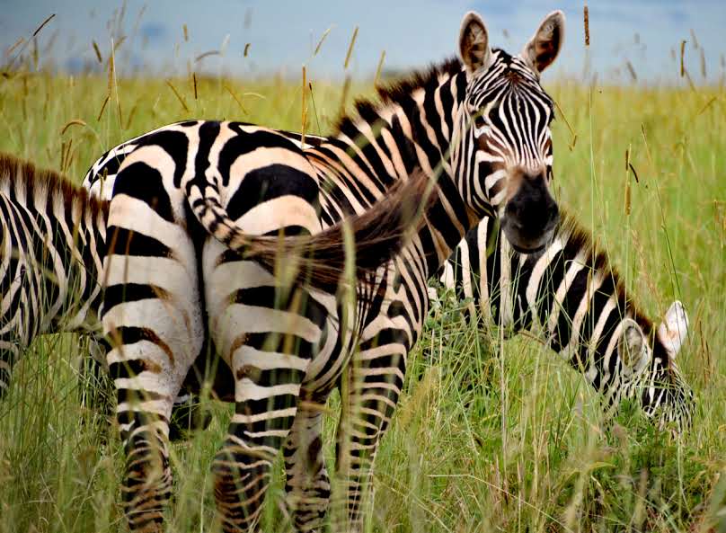 Kidepo National Park says Good Morning! Here's to wishing you a great weekend. @ugwildlife. #ExploreUganda
