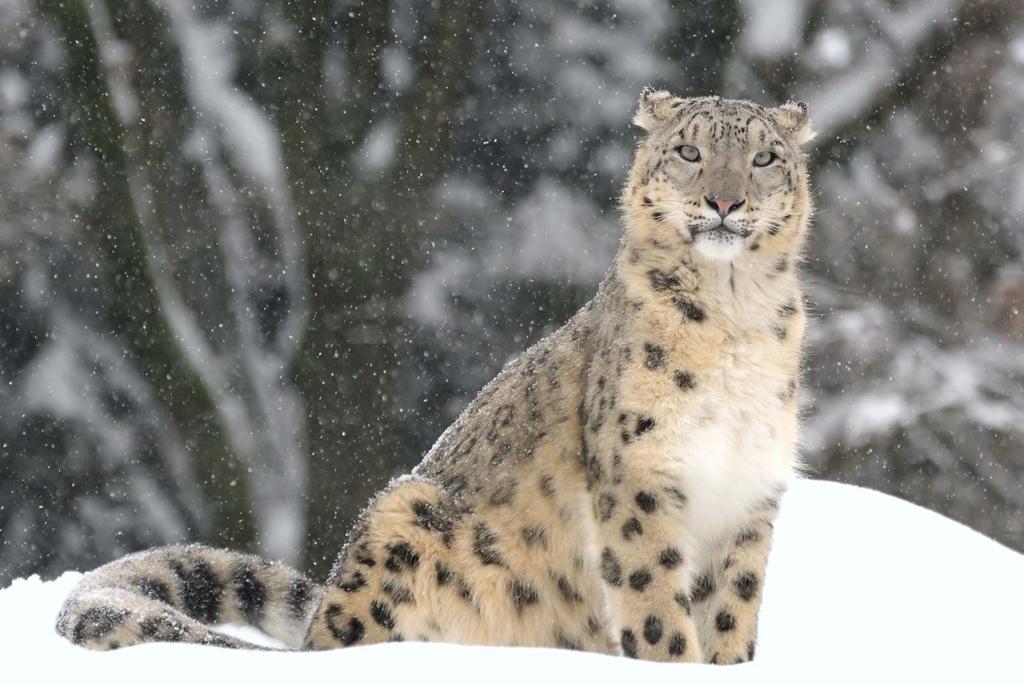 SentientSlinky's tweet photo. @junipermoonlite SNOW LEOPARDS I GOT TO HOLD A BABY SNOW LEOPARD WHEN I WAS LITTLE AND I STILL CRY THINKING ABOUT IT SOMETIMES https://t.co/g3rHrATmW3