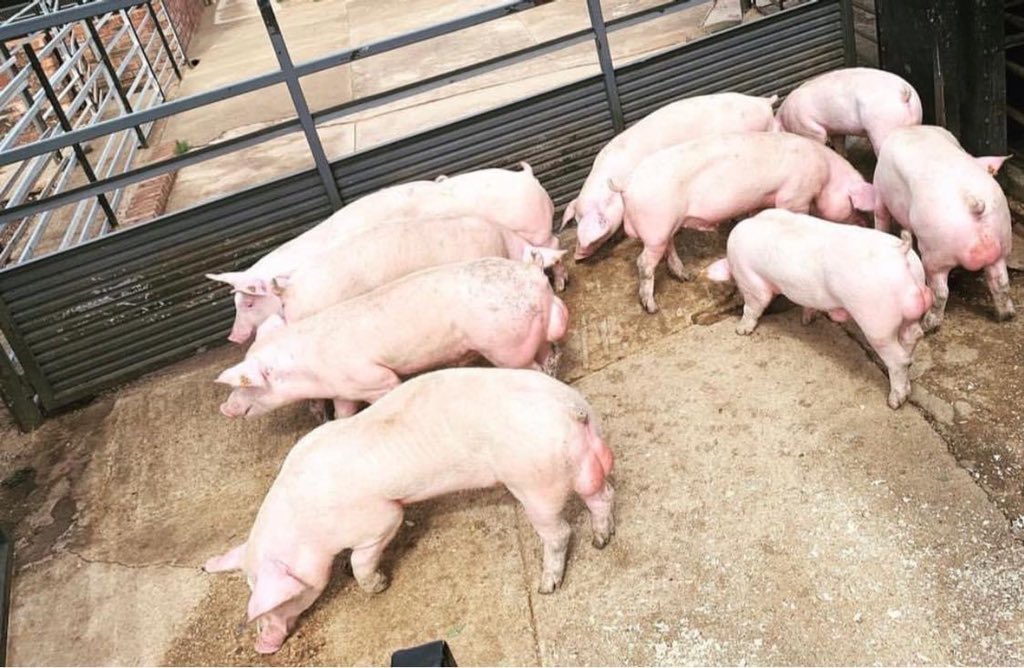 Agric_young's tweet photo. A pig can get pregnant up to three times a year. Each pregnancy lasts about 4months. A pig will produce at least 10 piglets from each pregnancy. If you want to start pig #farming we have a detailed ebook that can help you get started. The ebook is only R280. WhatsApp 078-3122-675 https://t.co/gJr0LrlTnU