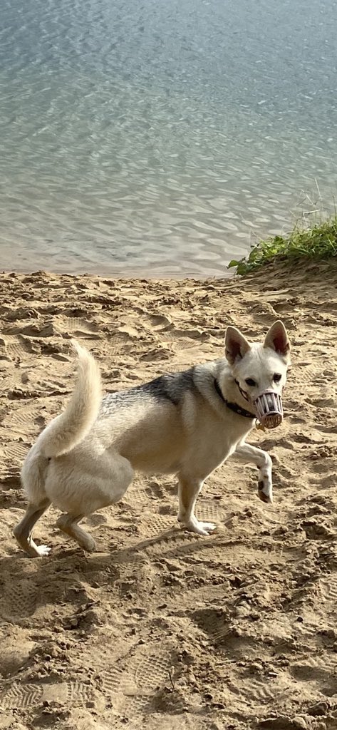 Согласно паспорту сегодня ей 2 года и полгода как она у нас. Процесс превращения в человека идёт медленно,негатив прошлой жизни выдавливается мелкими каплями,но тенденция положительная. ☝️