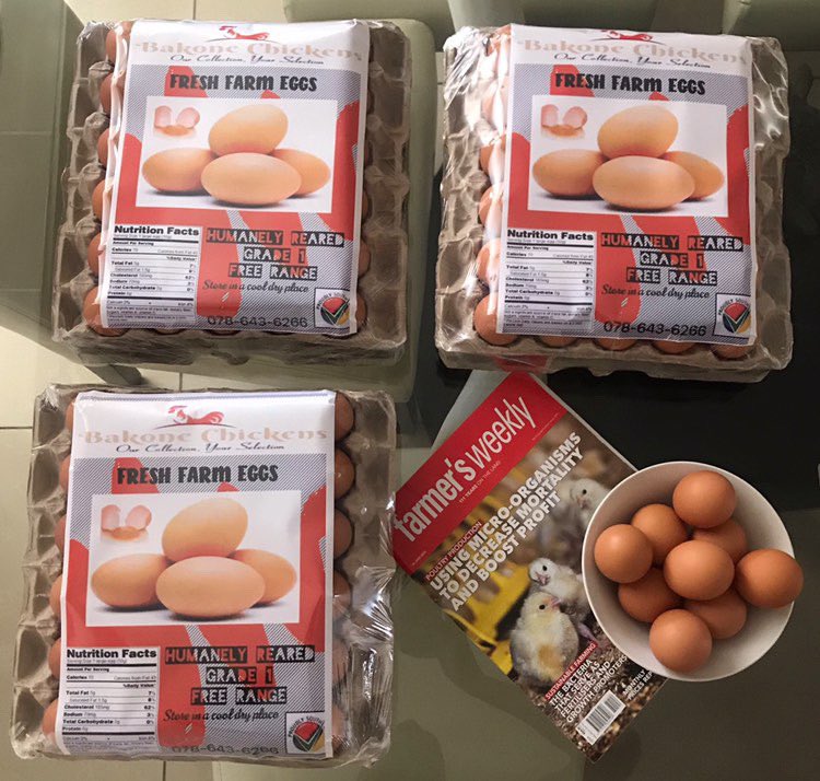 Agric_young's tweet photo. My name is Rorisang Sedumedi (24) from Rustenburg. I started #farming in 2019 with 500 broilers and later added laying chickens.
 I enjoy farming; it is fun but also challenging. I sell chickens and eggs. 📞 078 643-6266 
#agriculture #chickens #farmer #rustenburg #agribusiness https://t.co/3W1TvszMIf