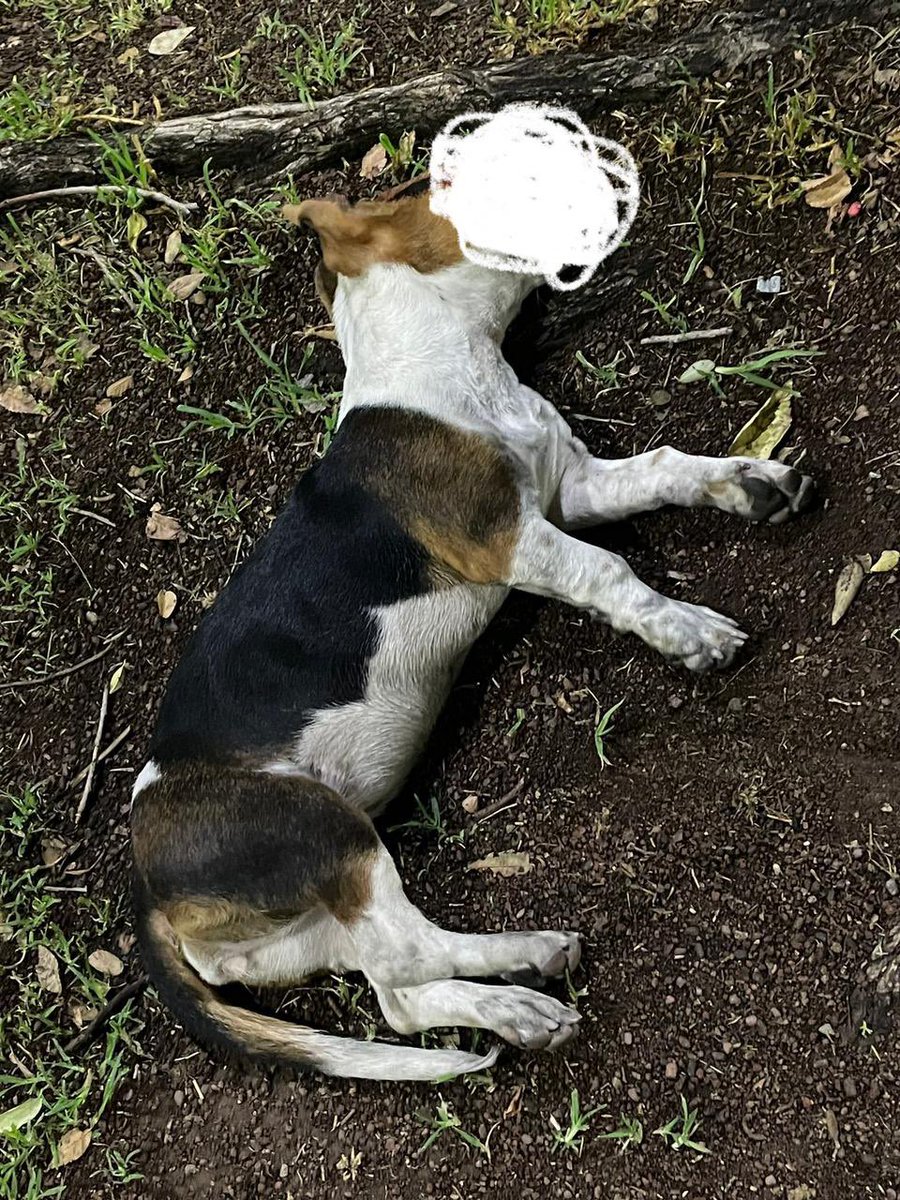 Salvatore_SJK's tweet photo. @FundacionToby me ayudan a difundir por favor 🙏🏼 CDMX
Este perrito intentó cruzar sobre la lateral de paseo de la reforma esquina con constancia, enfrente de la parada del metrobús tres culturas y un carro blanco(parecía un vento) se pasó el alto, lo atropelló y pasó encima de él https://t.co/3qeAr1KcGV