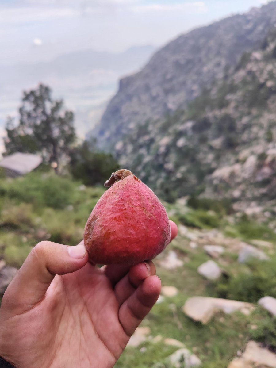 imsiraj1's tweet photo. Just had an incredible hiking adventure up #BarcharaiMountain  The breathtaking #flora and refreshing cool climate made it an unforgettable experience! 🌿🌼 The locals' warm hospitality added a special touch to the trip. Highly recommend this hidden gem for all nature enthusiasts https://t.co/N7TPeRUv8V