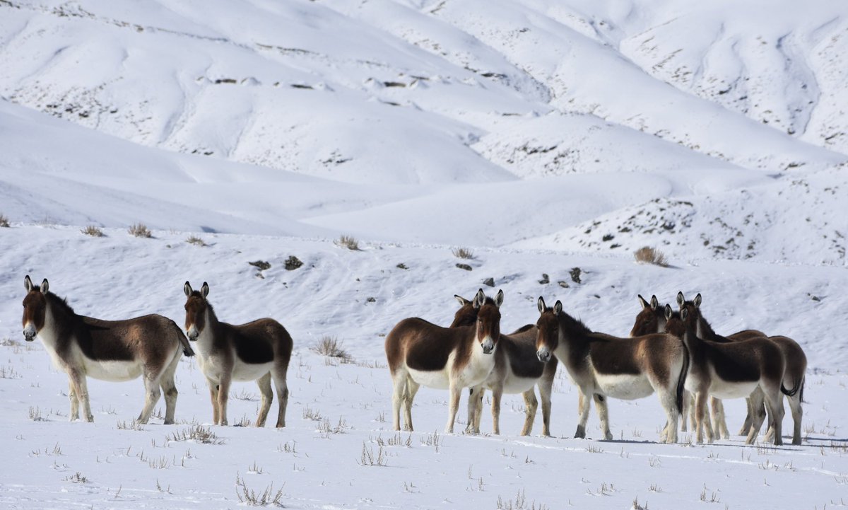 lobzangncf's tweet photo. Tibetan Wild Ass is also known as Kyang in Ladakhi language. It is native to the Tibetan plateau in changthang Ladakh. https://t.co/LOhrV8yEJY
