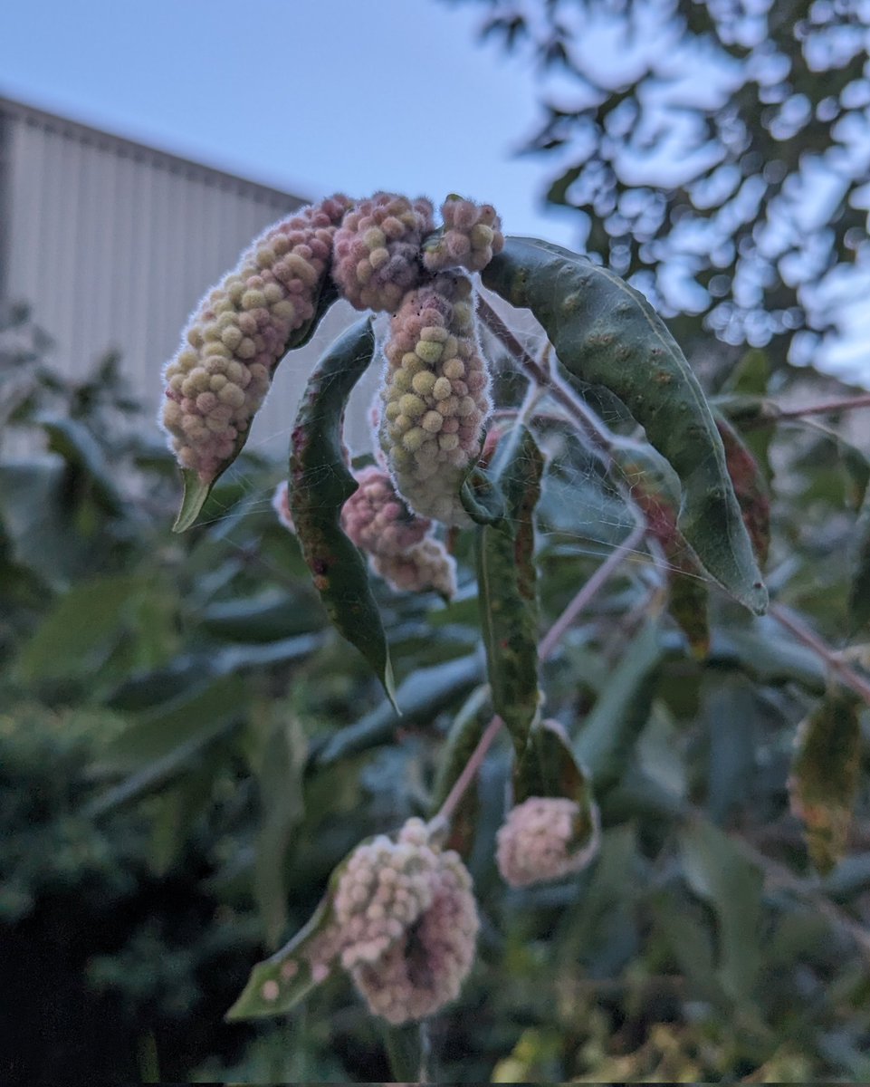 Any entomologically well versed people know what #insect I'm seeing here on this Syncarpia? Heard it's a gall mites of some sort
