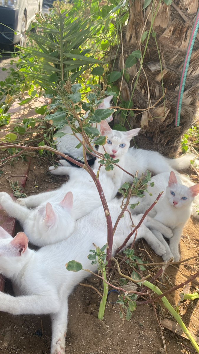 DrAbdulrhman0's tweet photo. اتخيلو جات سيارة قدامي ورمتهم الخمسة في عز الشمس مساكين بسس بيت ما يعرفو الشارع والأم خايفة جدا 
لو أحد يتبناهم أو ينقلهم لمكان آمن 🙏🏻
#قطط #قطط_للتبني #تبنى_ولاتشتري 
📍جدة شارع حائل - 0540541728 https://t.co/d45ECY2FE6