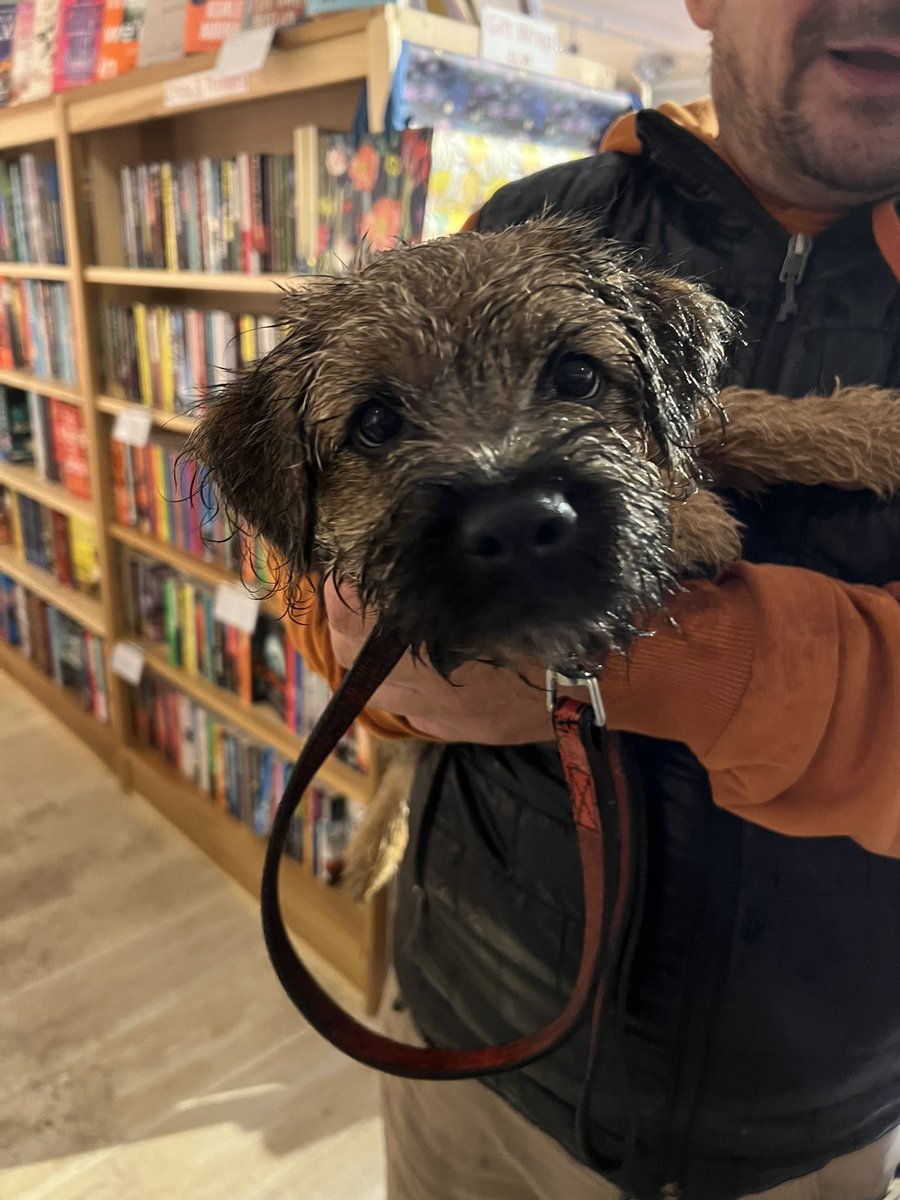 🐶 ☔️ 📕 

It’s a rainy day here in Stow-on-the-Wold but this wet little border terrier pup came in to shelter from the downpour and browse some books! 

We are very dog-friendly so do bring your own canine companions! 

#bookshopdog #BorderTerrier #dogfriendly