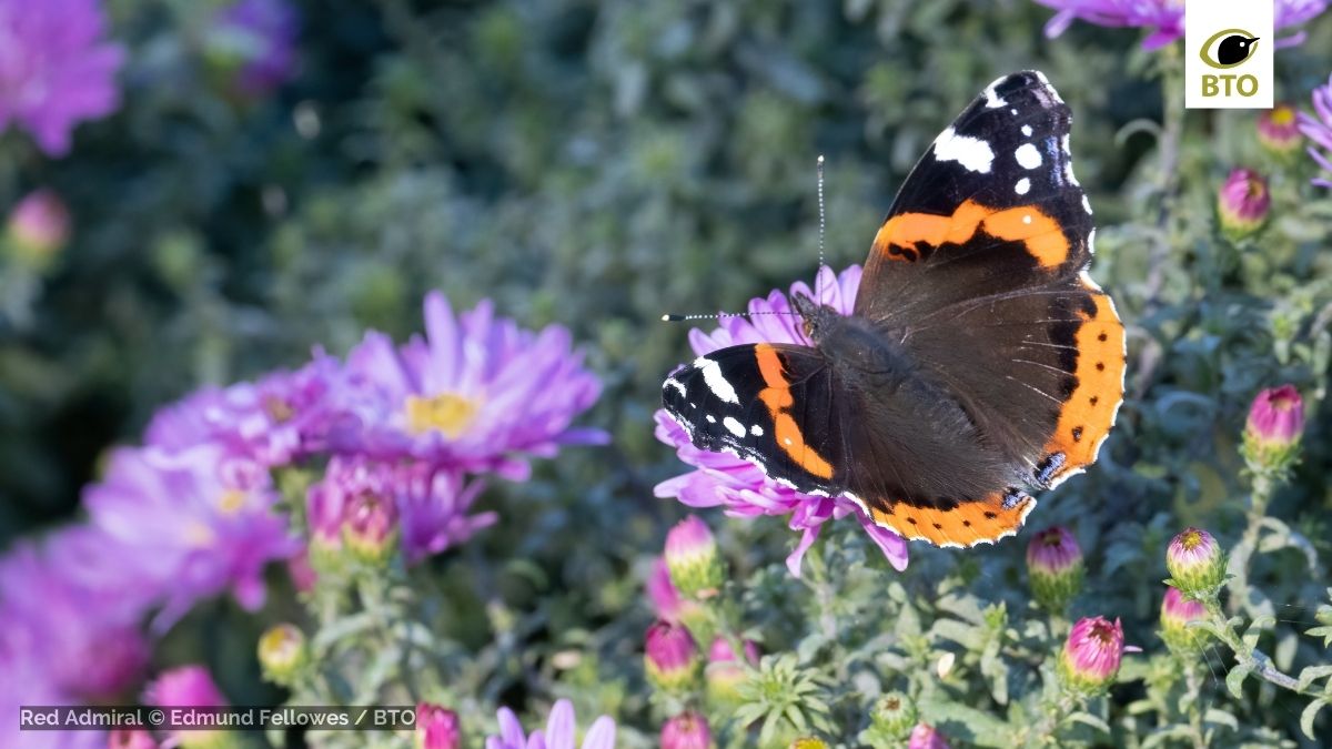 If you're lucky enough to have warm, dry weather, take a mindful moment to watch flowers &amp; pollinators in your garden or local patch for 10 minutes &amp; record them for 
<a href="/PoMScheme/">UK Pollinator Monitoring Scheme</a> FIT count 👉 ukpoms.org.uk/fit-counts

#FITCount #CitizenScience <a href="/BTO_GBW/">BTO Garden BirdWatch</a>