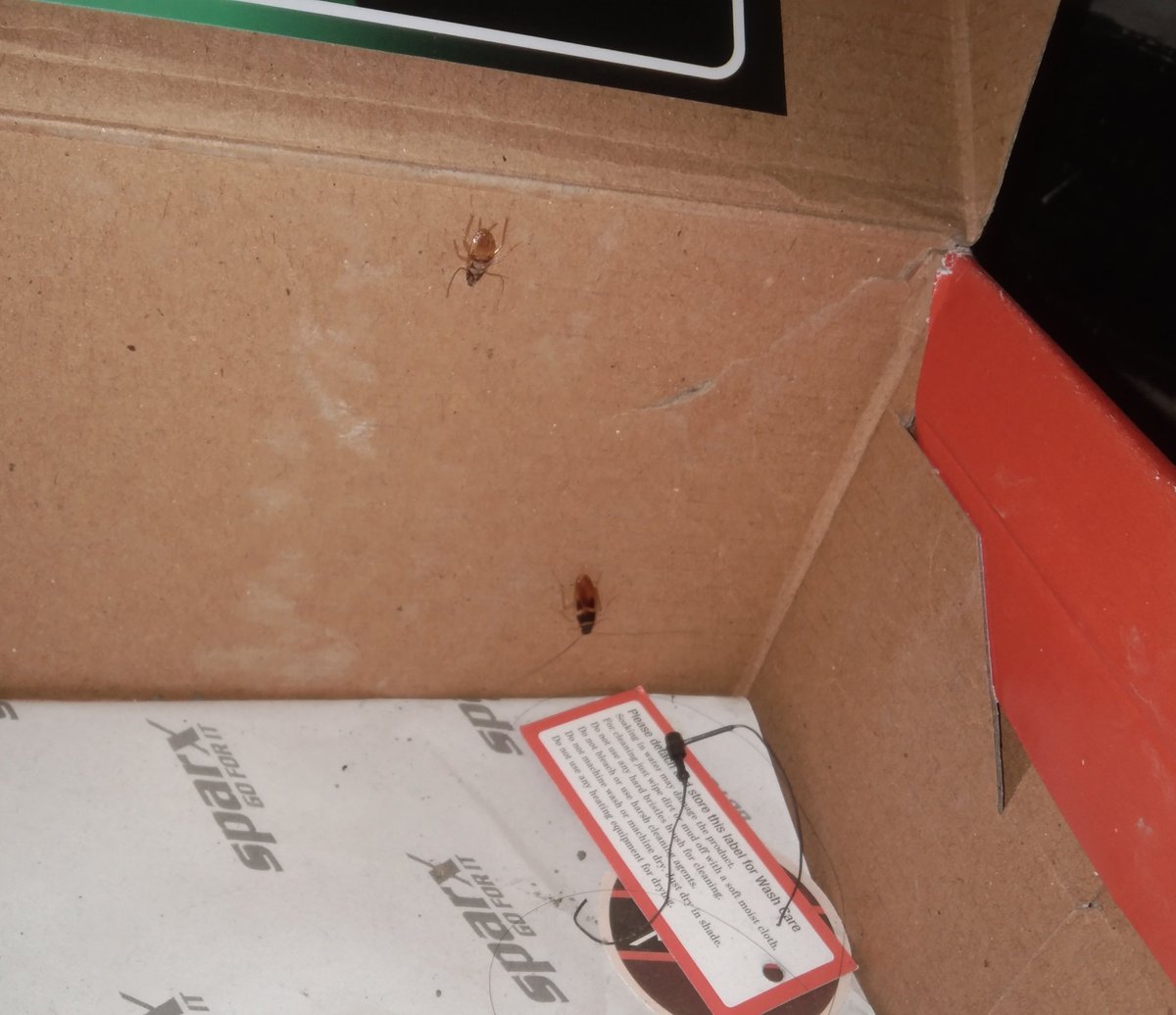 tsksync's tweet image. Saw viee's lovers in my shoe box
@starfiekoo