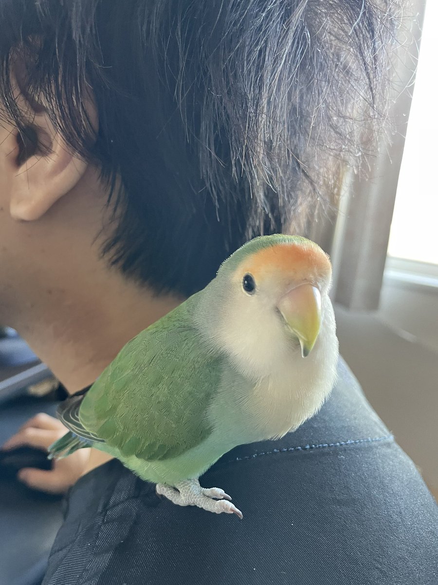 o_xubo's tweet photo. #君は完璧で究極のコザクラインコ　すばらしい癒やしタグ☺️便乗させてもらいます❣️ https://t.co/cTX6uchrGW