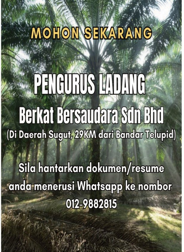 Kawan minta tolong post, kita tolong aje lah. Yg berminat, Sila wasap ke nombor 012 988 2815. Tq. #Telupid #Sandakan #Kotakinabalu #vacancy #carikerja #pengurusladang #sawit #oilpalm #jawatankosong