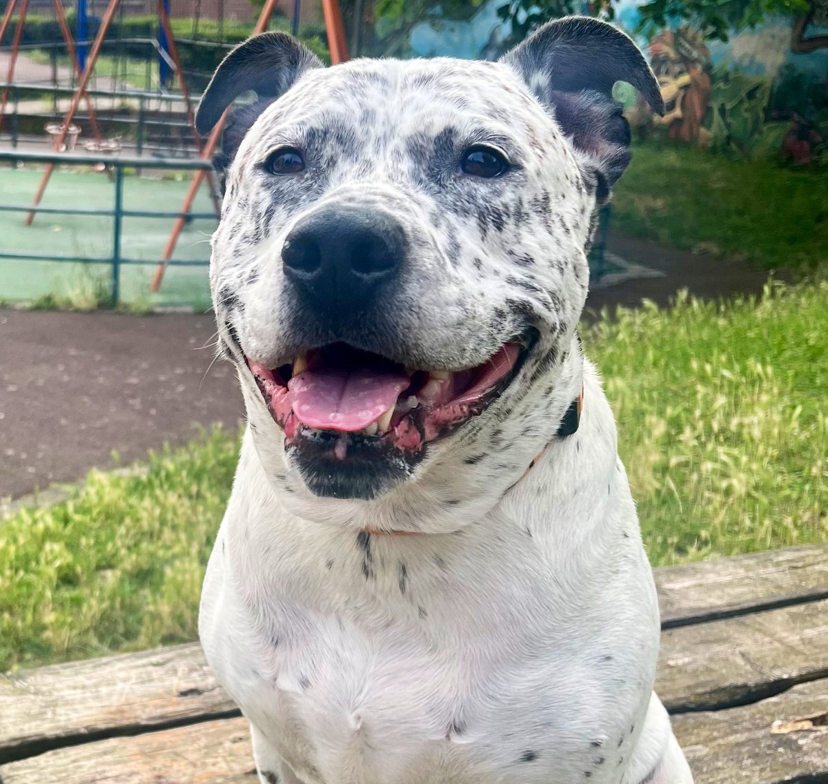 What’s a #StaffieSaturday without a #SydsSmile #dogsoftwitter #StaffieSmiles