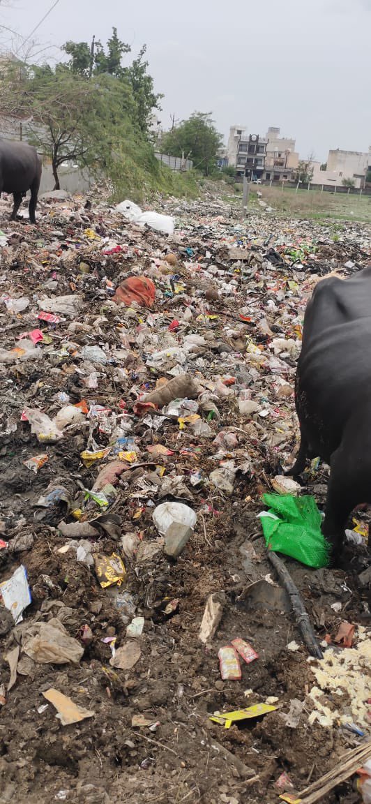 बसई गाँव के हमारे एक साथी ने फ़ोटो साझा किये है।

गाँव में कूड़े का घर नहीं पूरा पहाड़ होता जा रहा है आस पड़ोस से पता नहीं कहाँ से आ रहा है 
मगर हालात बेहद ख़राब है साथ में ही बच्चों का स्कूल है फ़ोटो में भी दिख रहा है सब जगह गुहार लगा चुके मगर निगम गुरुग्राम के कर्मचारियों के