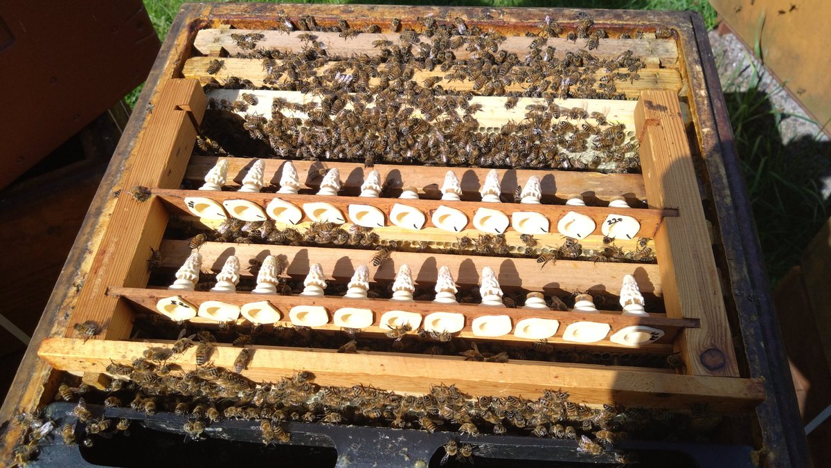 Last grafting in, what I will say has been the most complicated season in my life with the queens.
The weather wizards haven't been nice to us. Hopefully they provide some nice weather in the weeks to come, as something must be saved for us.
Still decent cells in July