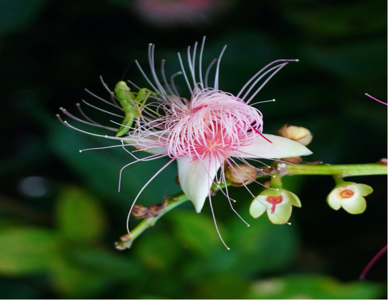 HainanToday's tweet photo. Discover the Beauty of Common #Putat from the #Tang #Dynasty! Let’s take a journey back in time and marvel at the charm of the renowned Common Putat during the mid-Tang Dynasty.  Join us to appreciate it!

#flower #danzhou https://t.co/Oq4N6tNr85