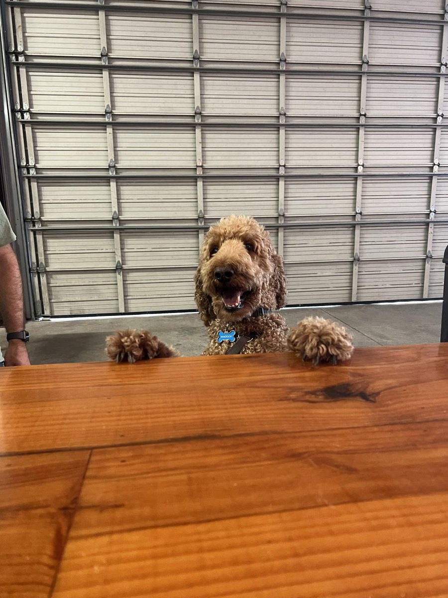 Just a dog ordering a beer