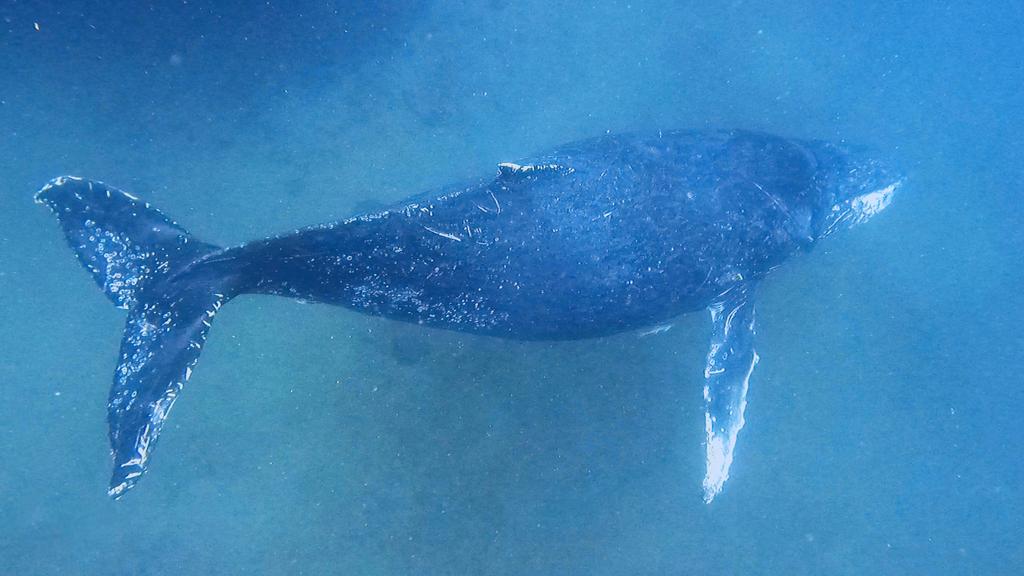 🐋🌊 The wreck of SS Yongala is not just a remarkable dive spot but also a crucial sanctuary for marine life! Remember majestic whales, advocate for preservation to protect these incredible creatures &amp; their habitat!  #Yongala #Whales #EnvironmentPreservation 🌎💙