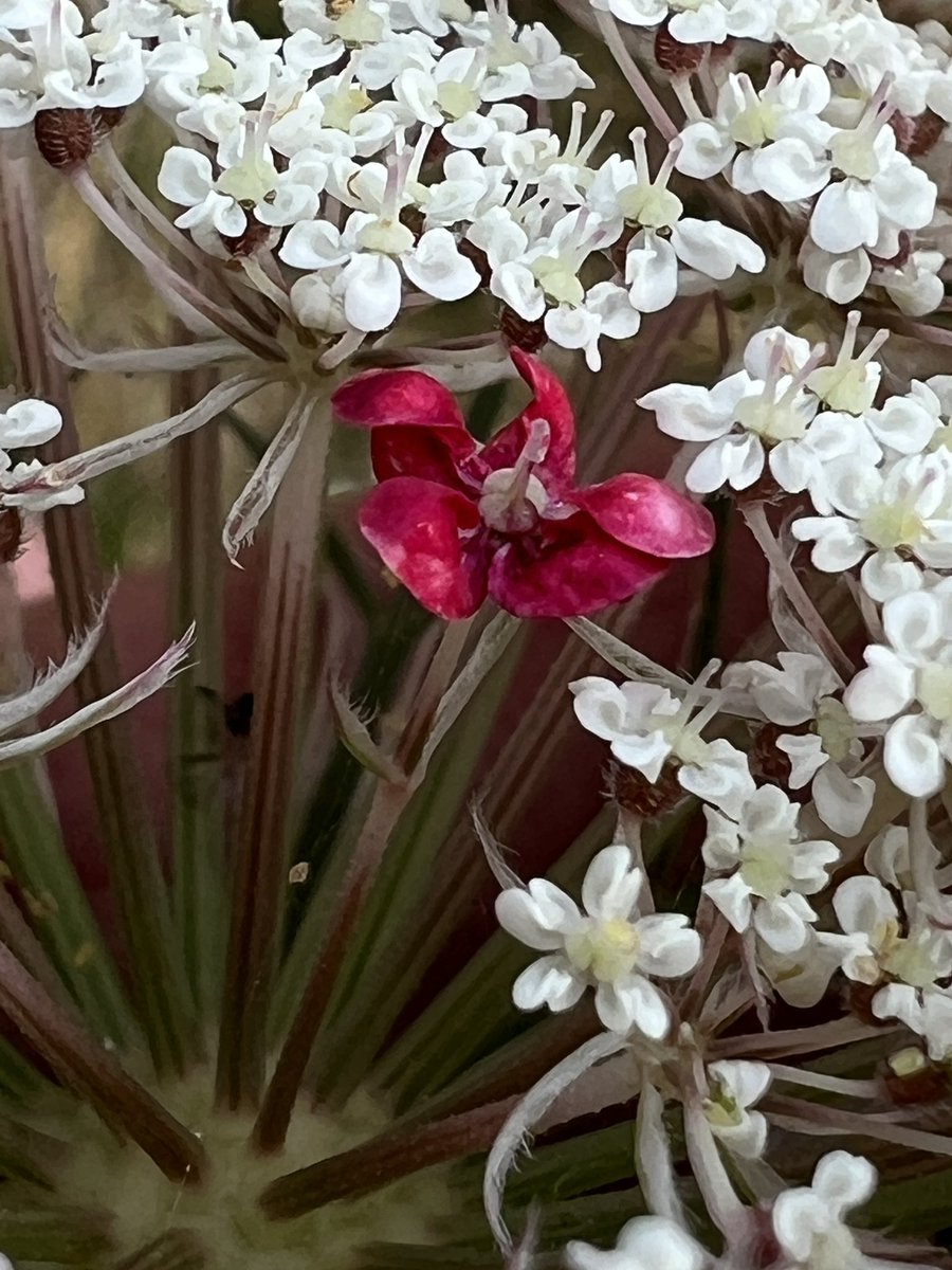 Simon Harding tweet media