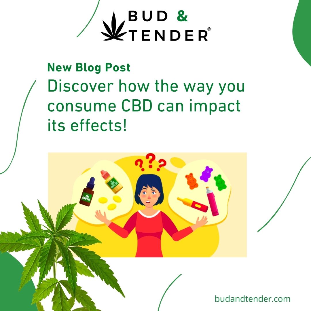budandtender's tweet image. 🔍 Discover how the way you consume CBD can impact its effects! 💡✨

✅ It&apos;s true! The consumption method of CBD does influence how it works, particularly when it comes to the onset and longevity of its benefits. ⏰⚡️

Link 👉 budandtender.com/blog/how-does-…

#CBD #ConsumptionMethods